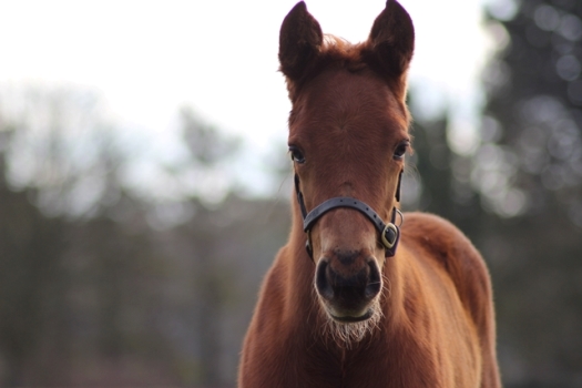 Applications are now open for The Entry to Stud Employment Programme starting October 2021 Image Applications are now open for The Entry to Stud Employment Programme starting October 2021 Image