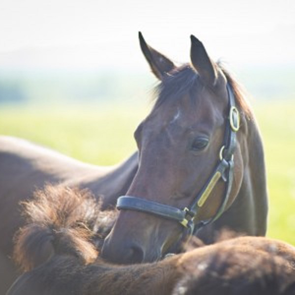 Equine Science Research Grants | Racing Foundation Equine Science Research Grants | Racing Foundation