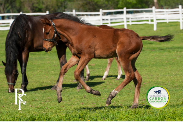 Racing Foundation supports industry first Stud Farm Carbon Calculator